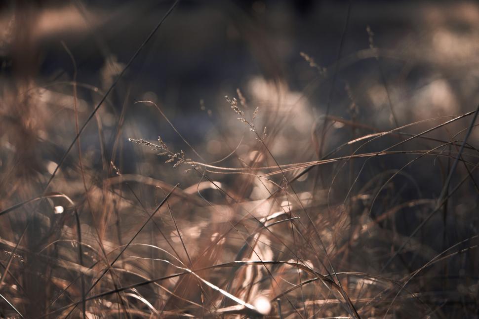 Free Image of Dry Grass  