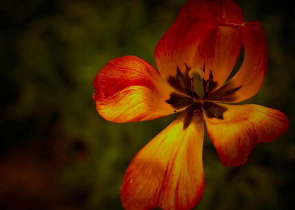 Free Image of Stamen of a flower 