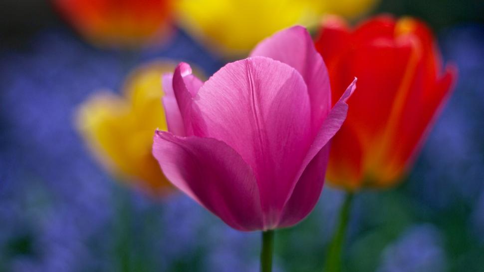 Free Image of Pink Tulip Flower  
