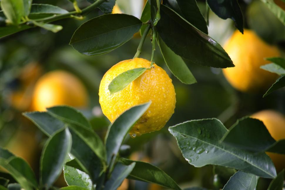 Free Image of Lemon Tree  