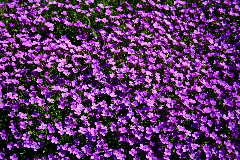 Free Image of violet flowers - background  