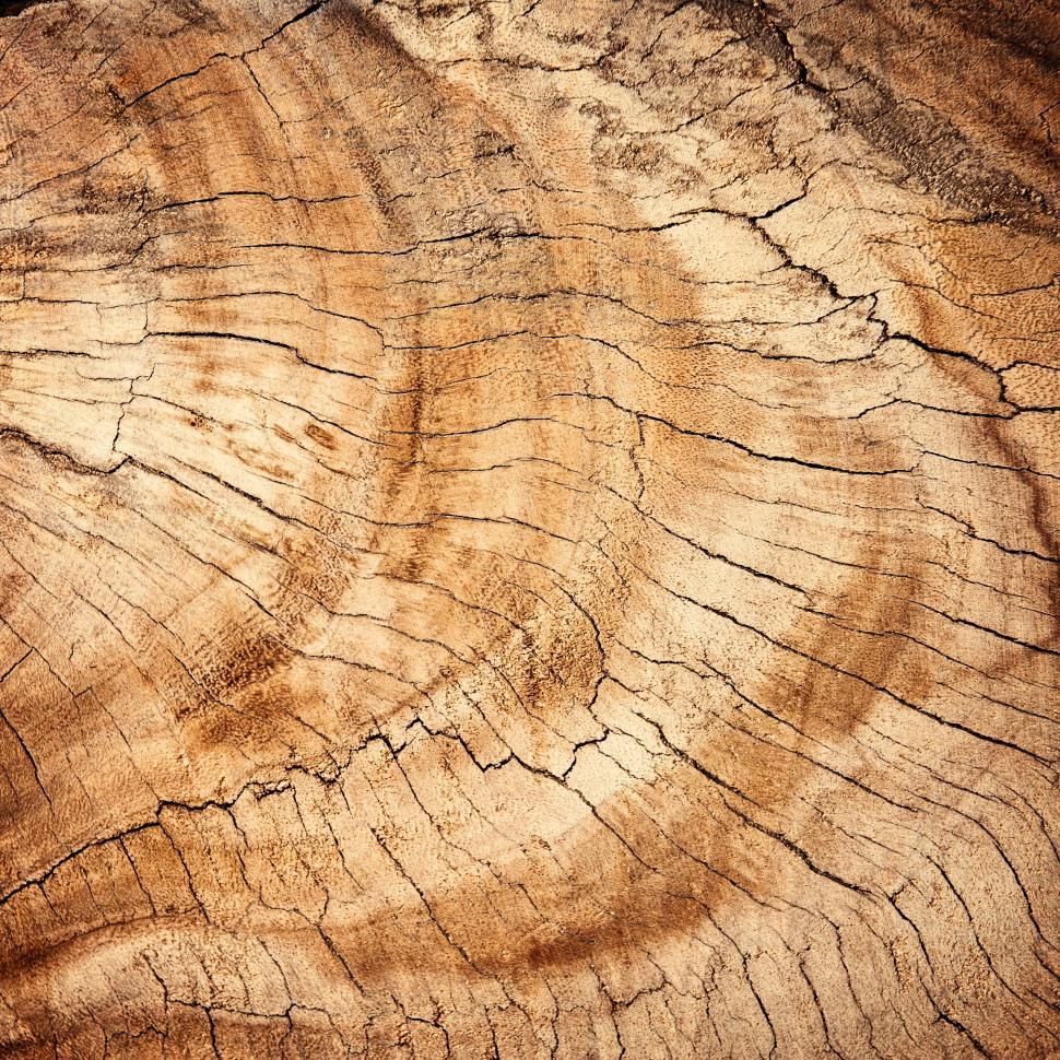 Free Image of Tree stump Surface  