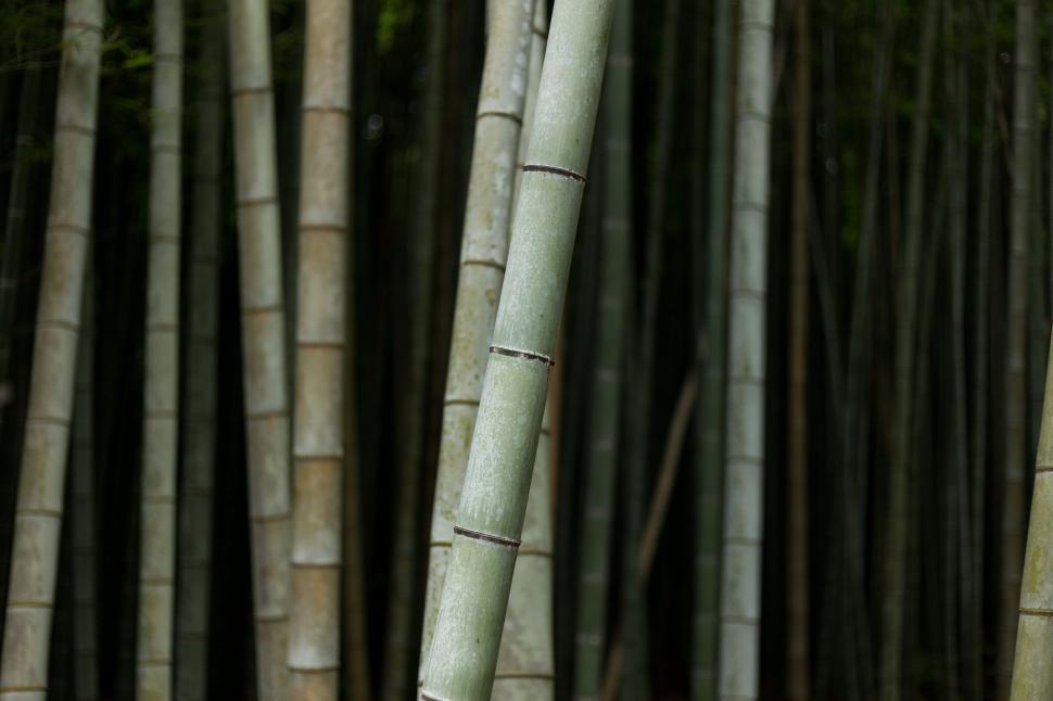 Free Image of Bamboos  
