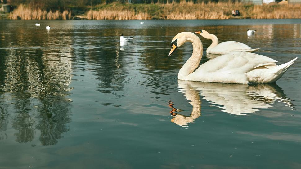 Free Image of Swans in Lake  