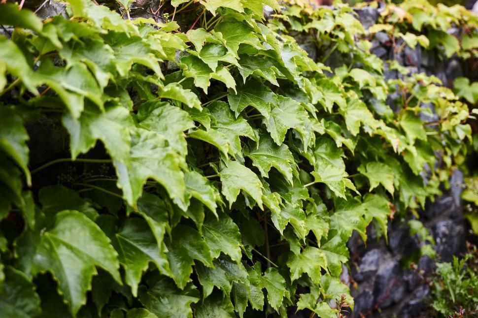 Free Image of Green Leaves Wall  