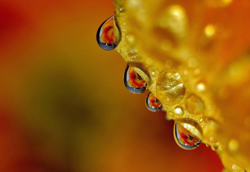 Free Image of Refracted Water Drops  
