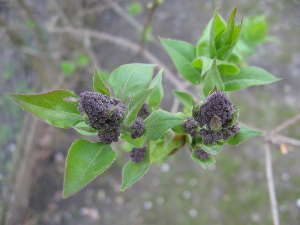 Free Image of Flower Buds with green leaves  