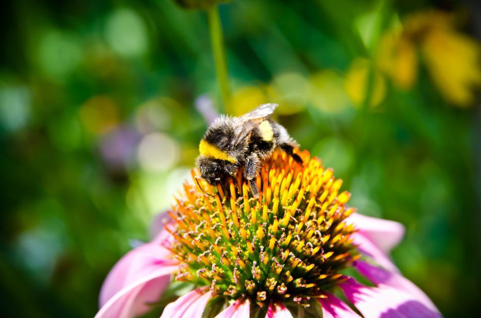 Free Image of Bumblebee on flower  