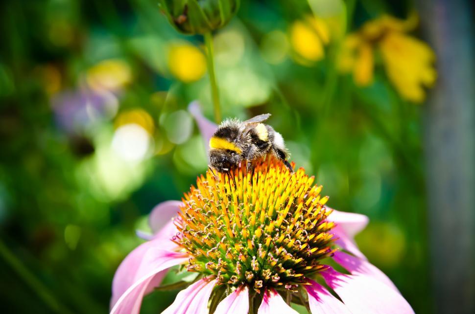 Free Image of Bumblebee  