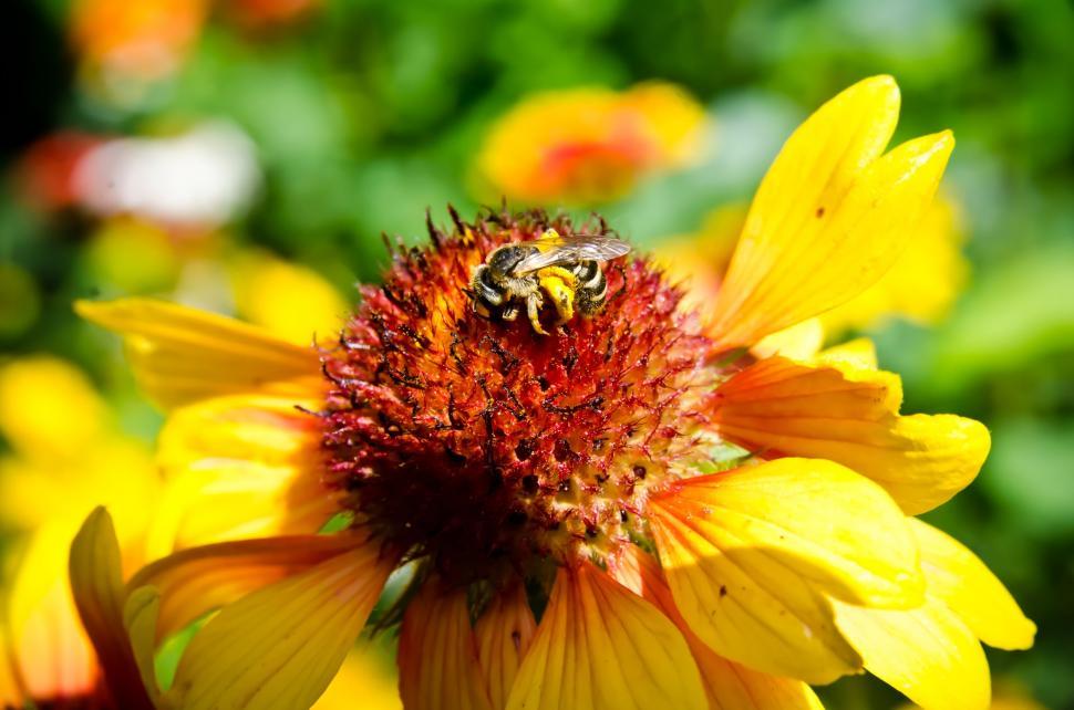 Free Image of Bee collecting pollen 