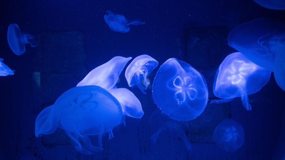 Free Image of Jellyfishes in water  