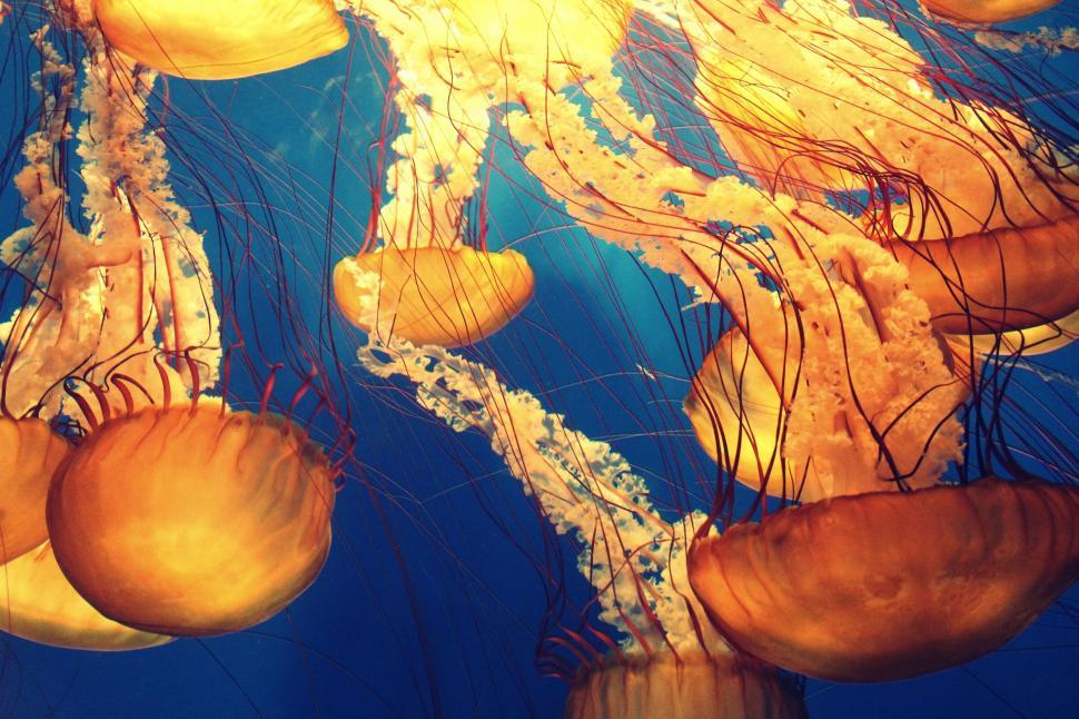 Free Image of Group of Jellyfish  