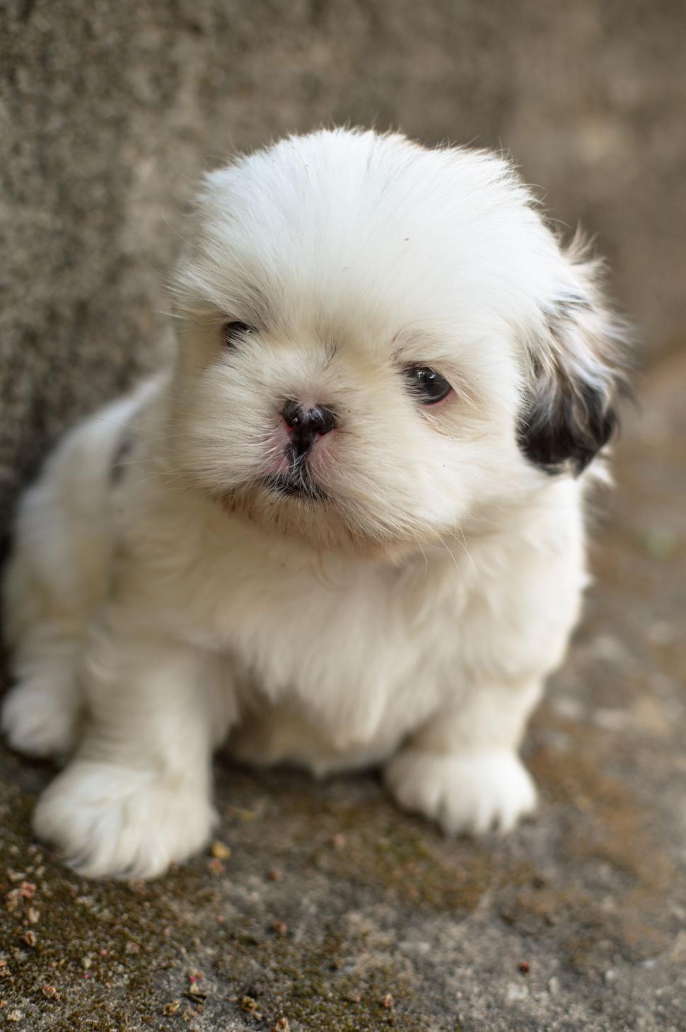 Free Image of White Puppy  