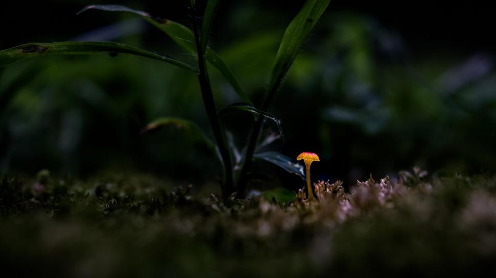 Free Image of Little Mushroom  