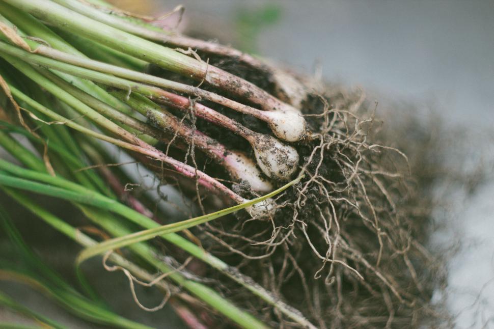 Free Image of Garlic roots 