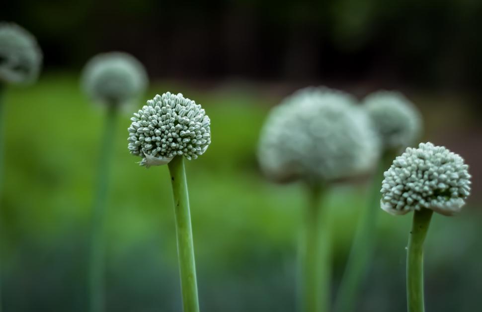 Free Image of Onion Flower - Selective Focus  