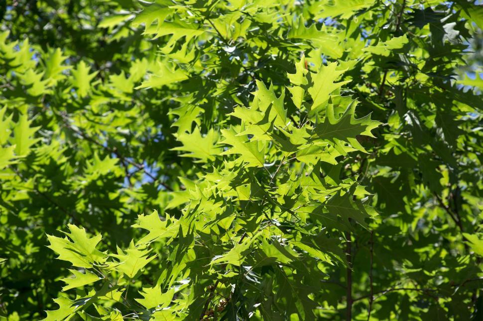 Free Image of Green Leaves on Tree  