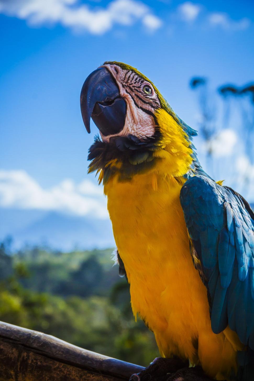 Free Image of Blue-and-yellow macaw 