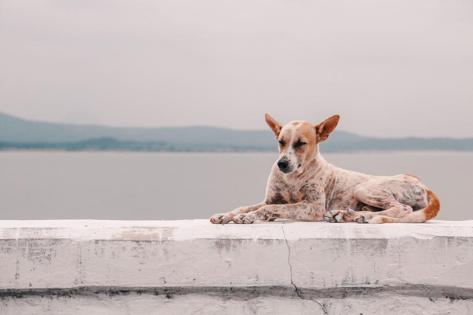 Free Image of Dog on concrete bench 