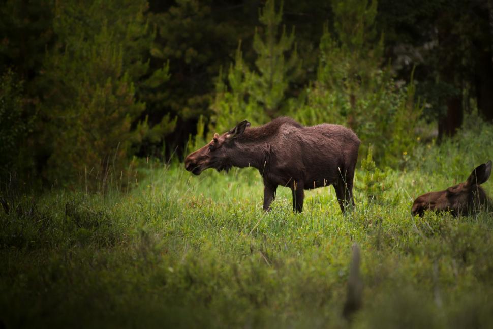 Free Image of Moose (Female)  