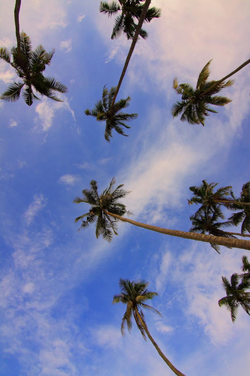 Free Image of Tropical Palm Trees in Sky  