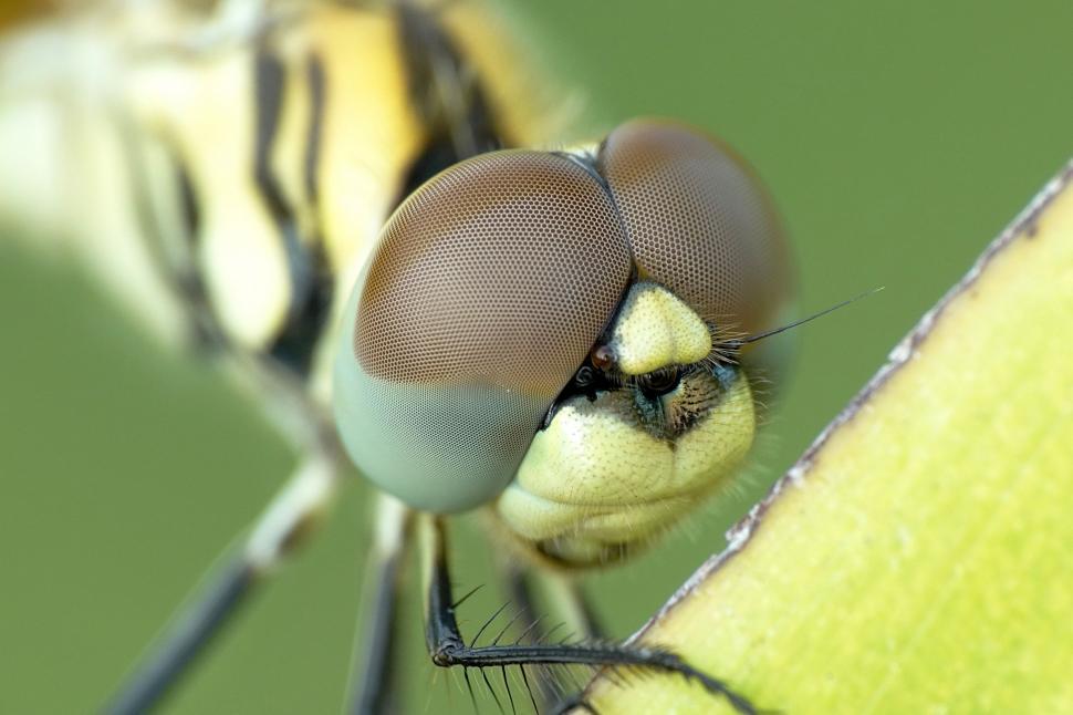 Free Image of Dragonfly (insect) - Macro photography 