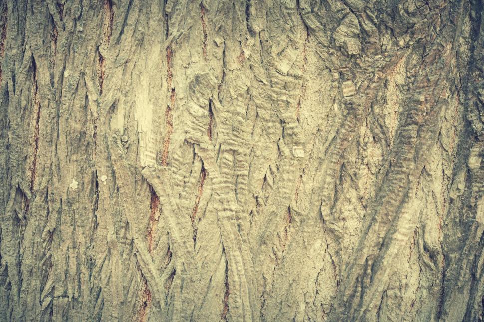 Free Image of Tree Trunk - Background  