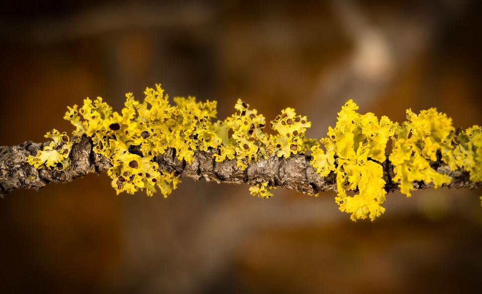 Free Image of Yellow Moss 