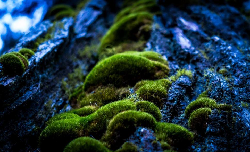 Free Image of Moss on Tree  