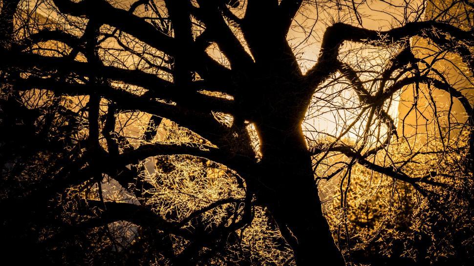 Free Image of Silhouette of Tree with Sun 
