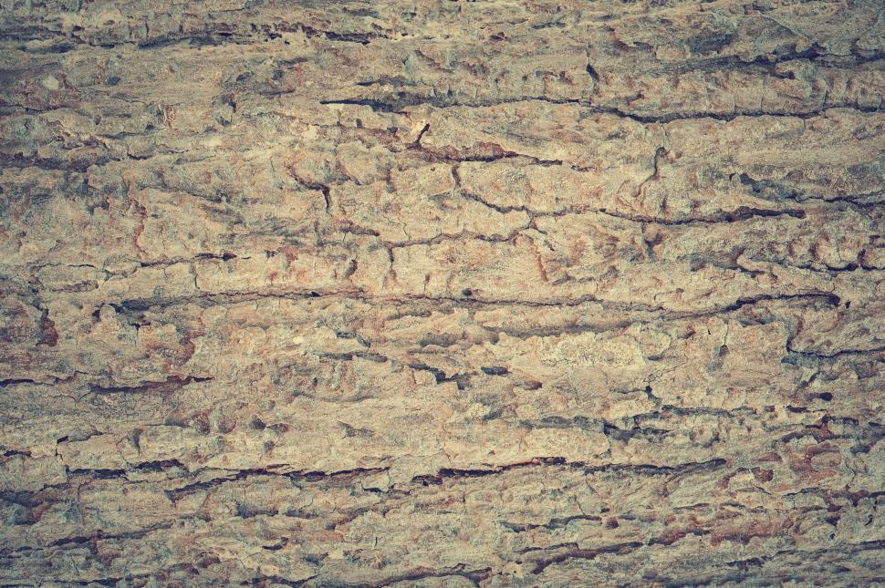 Free Image of Tree Bark - Detailing  