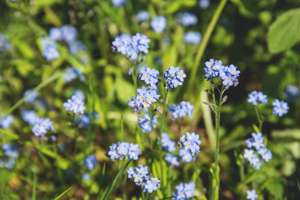 Free Image of Forever Blue Flowers  