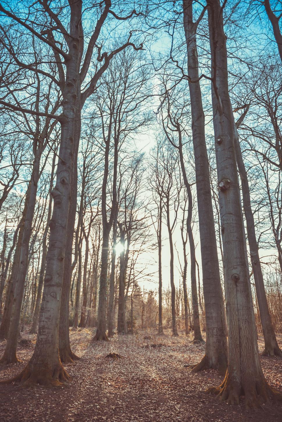 Free Image of Bare trees 