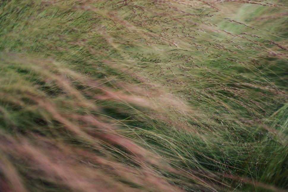 Free Image of Hayfield grass - texture  