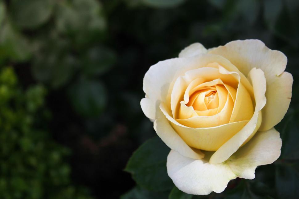 Free Image of Yellow Rose - Detailing  