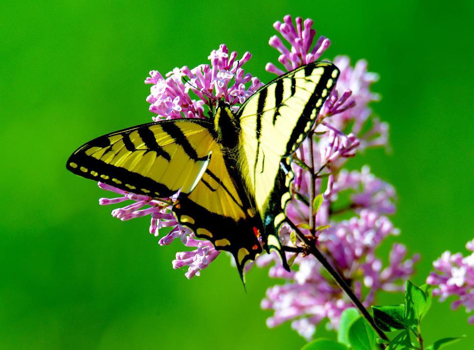 Free Image of Yellow Butterfly - Pollination  