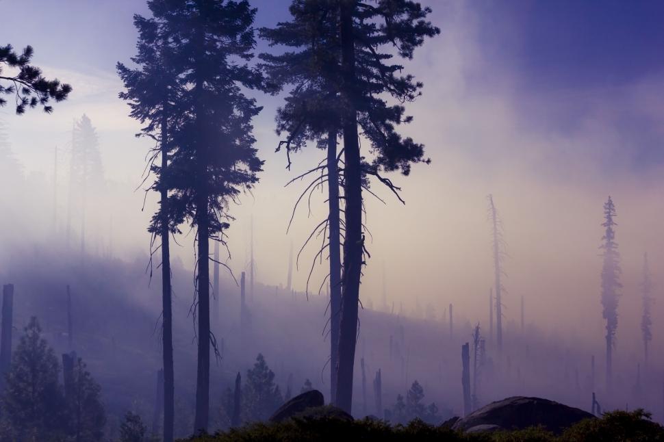 Free Image of Fog and Trees  