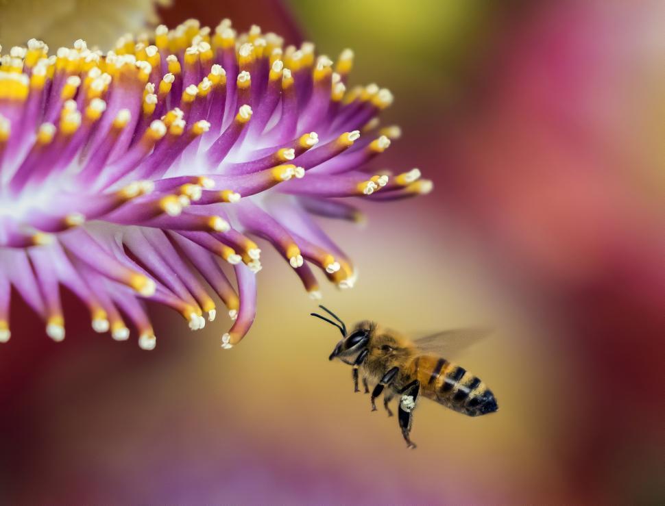 Free Image of Honeybee  