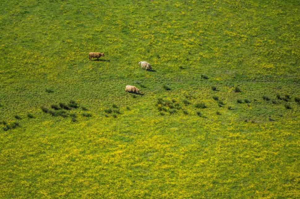 Free Image of Sheep on grass  