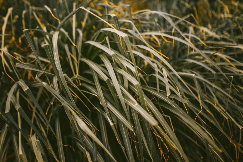 Free Image of Green grass blades  