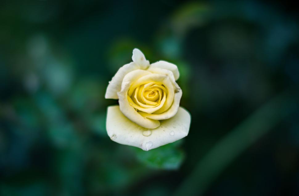 Free Image of Yellow Rose Flower  