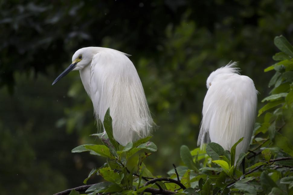 Free Image of Pair of Snowy Egrets 