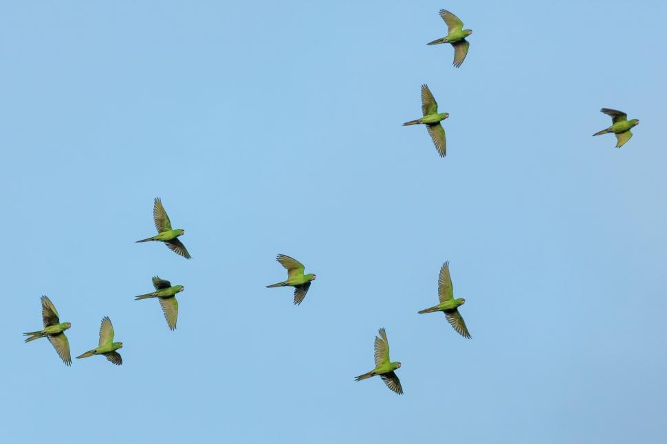 Free Image of Parrots in Sky  
