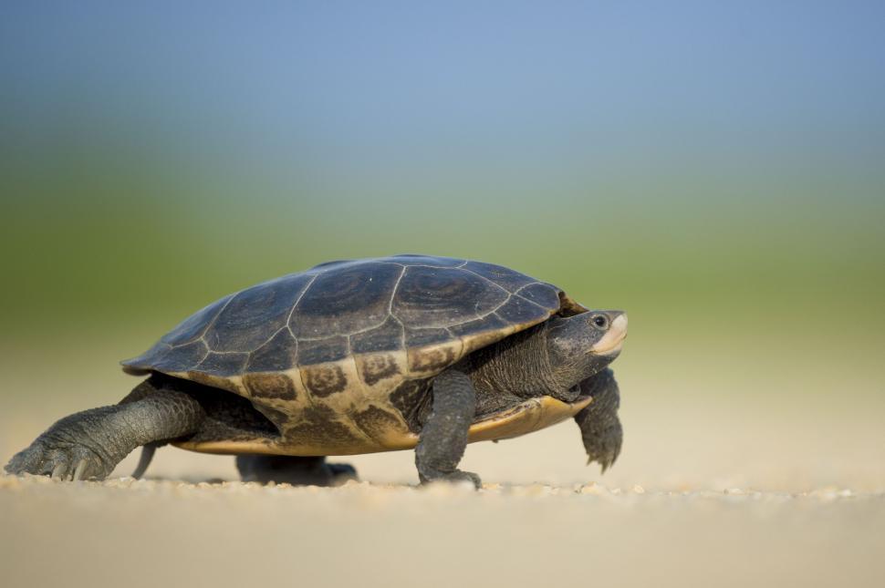 Free Image of Turtle  