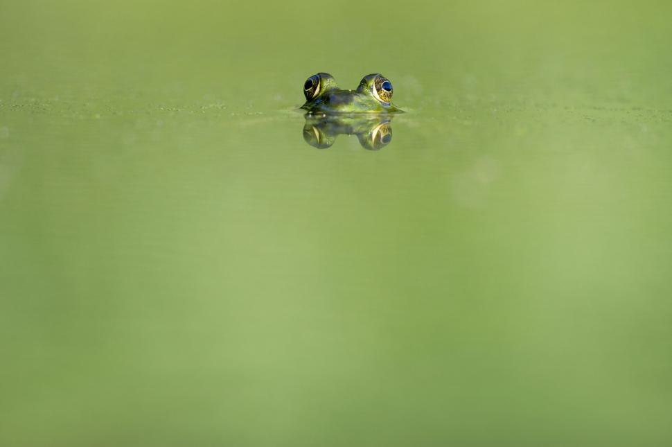 Free Image of Beady eyed of frog  