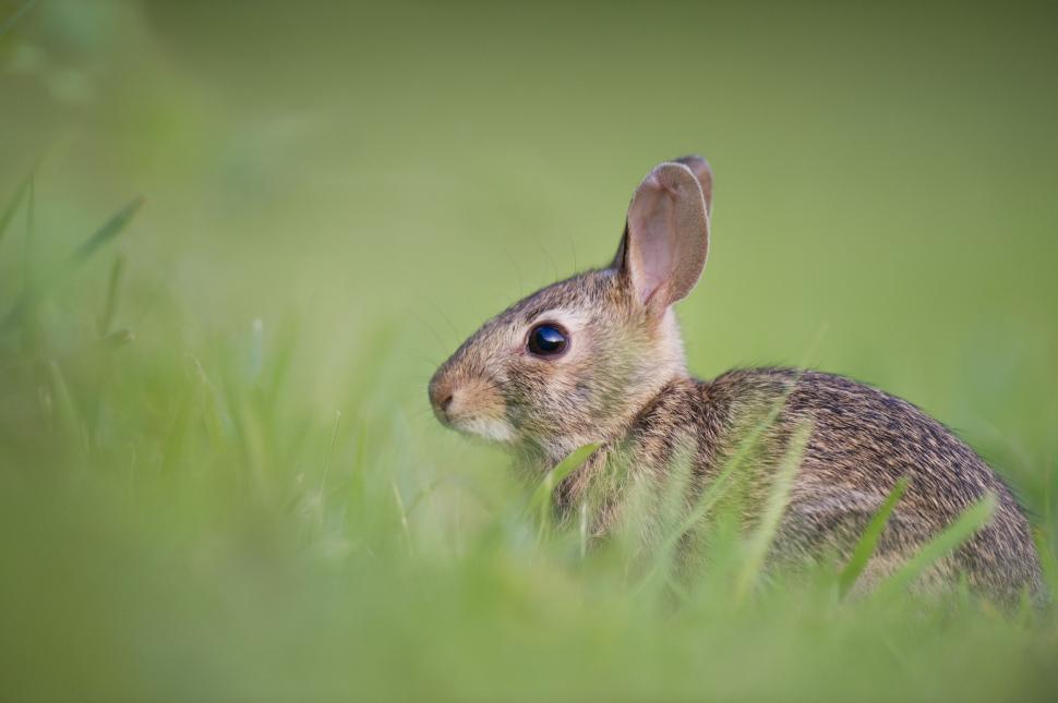 Free Image of Rabbit in grass  