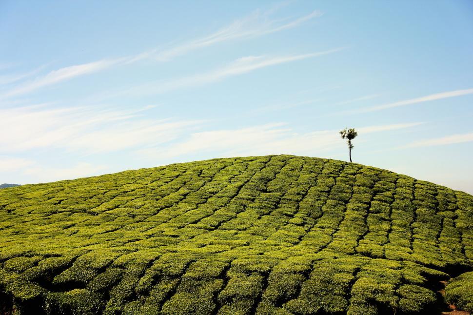 Free Image of Tea Plantation  