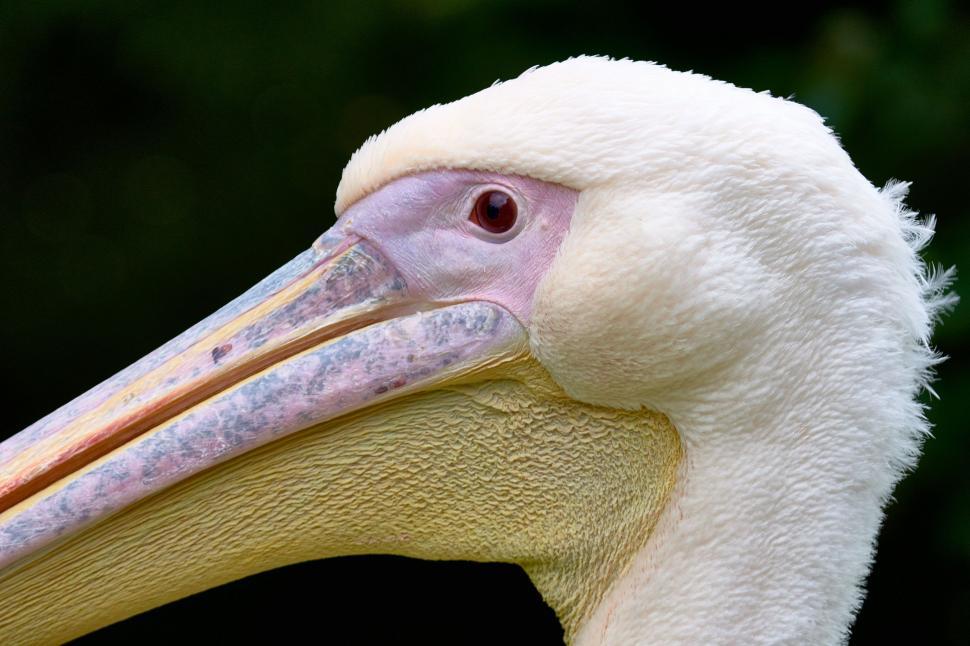 Free Image of Great white pelican 