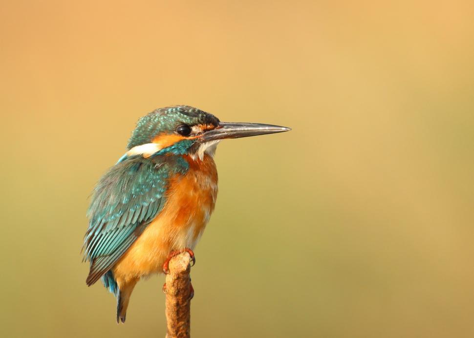 Free Image of Kingfisher 