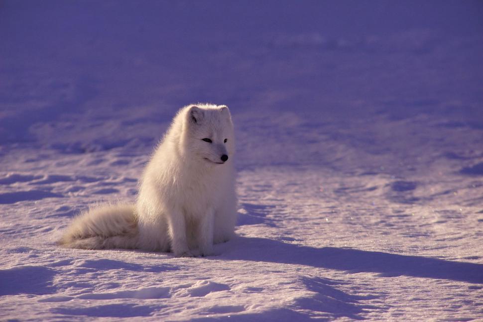 Free Image of Arctic wolf 